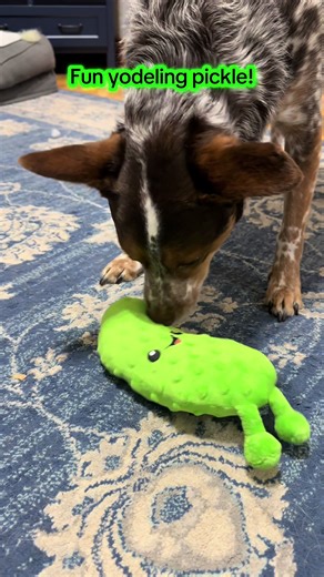 Fun yodeling pickle#pickle #toy#dog #tiktokshopfinds #shopwithme