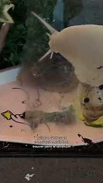 Mes escargots géants de compagnie font la course sur la vitre 🐌✨ #escargots #escargot