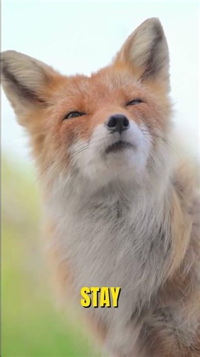 😳 10 Rare Animals You Didn’t Know Exist 🐾