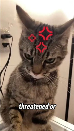 The DANGER of Cat Airplane Ears ✈️⚠️ #cats #catshorts #cat airplane ears
