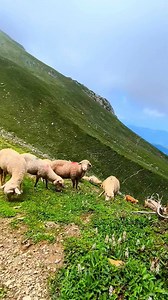 Charming sheep | Beautiful mountain path