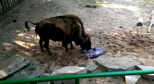 Ganz besondere Aufnahmen! Kurz nach der Geburt geht es Bison-Mama und Bison-Bulle sehr gut. | Kölner Zoo