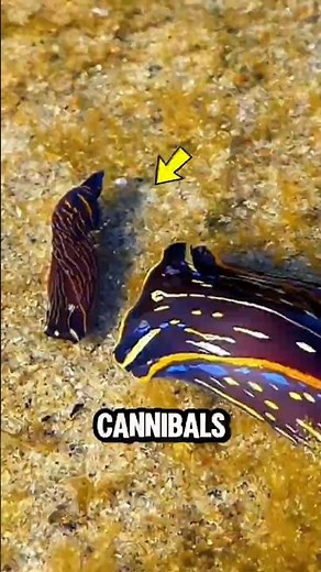 Is Salt Really Slug Kryptonite? The Truth Is Worse