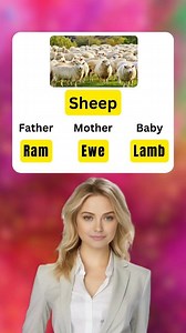 2.4M views · 35K reactions | Learn English with Pictures #Learn #learnenglish #englishclass #englishlearning | The Nature Film | Facebook