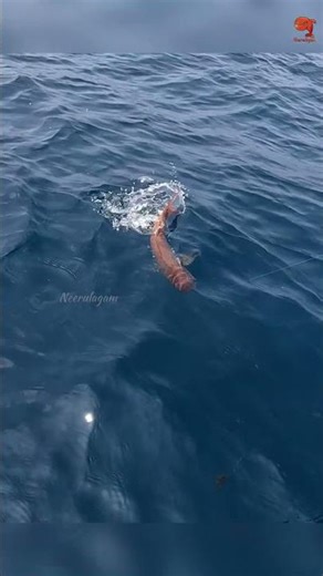 Catching Rosy Snapper in the Deep Sea #fishing #fishingtime #fishingvideo