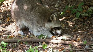 Squirrel, Wolf Down, Rodent. Free Stock Video