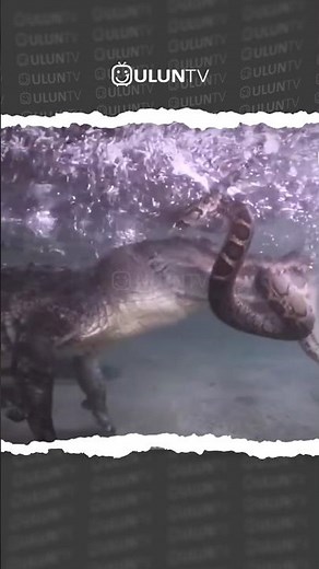 Python vs. Alligator Fight #uluntv #wildlife #wildtv #short