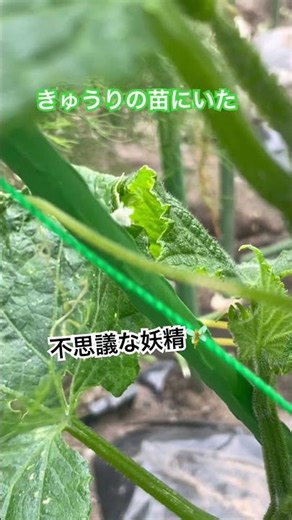 きゅうりの苗にいた不思議な妖精🧚 #妖精 #畑の妖精 #不思議 #これは何？ #なにこれ #ミステリー #虫 #きゅうり #苗 #家庭菜園 #畑 #shorts #栽培
