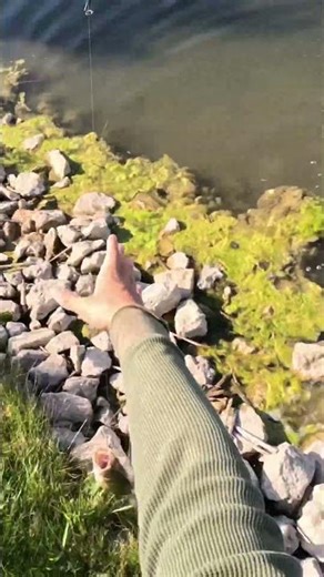 Pond fishing Kenosha#kenosha #fishingvideo #bassfishing