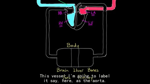 【搬运KhanAcademy】循环系统—— Two Circulations in the Body