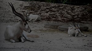 Addax.mp4