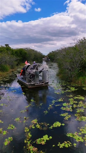 🌎✈️ Visiting the U.S. and want to see the Everglades? Good news for foreign nationals 👇 At Gator Park you don’t have to pay $100 per person, unlike other Everglades National Park locations. 🐊 We offer guided tours inside the National Park 💵 Entrance fee: only $8 🚤 Ride the airboat, see real wildlife, and experience the REAL Everglades Airboat Tours $35 for adults, $25 for children. Come explore ! #Everglades #ForeignTravel #MiamiTrip #USATravel #EvergladesNationalPark