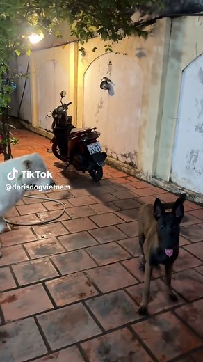 Meet Doris the World's Largest Dog and Friends