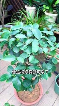 How to Prune Camellias Right in Early Spring: A Step-by-Step Guide