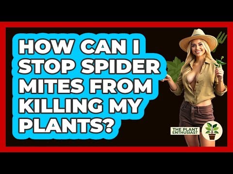 How Can I Stop Spider Mites From Killing My Plants? - The Plant Enthusiast