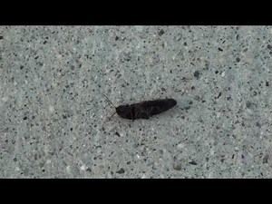 Click Beetle (Elateridae) Flipping