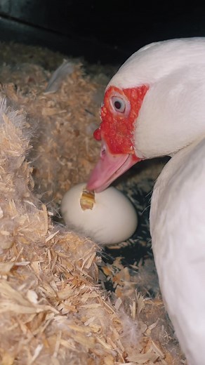 Duck Mom Nesting in 3x Speed