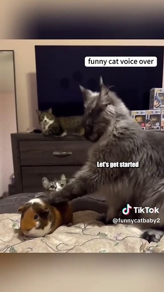 Hilarious Cat Voice Over Comedy