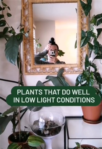 Best low-light houseplants that thrive indoors with minimal sunlight