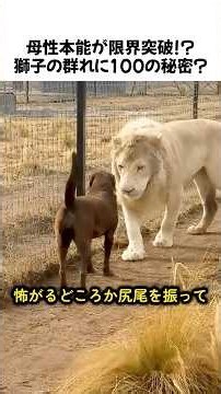 母性本能が限界突破!?獅子の群れに100の秘密？#ライオン#野生動物#子育て#感動する話#生態解説#ネコ科#雑学