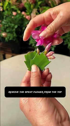 How to Propagate a Christmas Cactus Fast 🌵 Easy Water Rooting Trick in 20 Days!