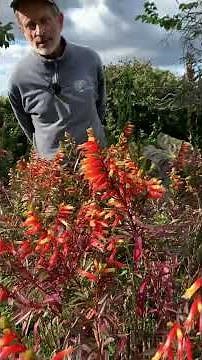 Cuphea micropetala, easy-to-grow fall-blooming perennial #fallflowers #perennials