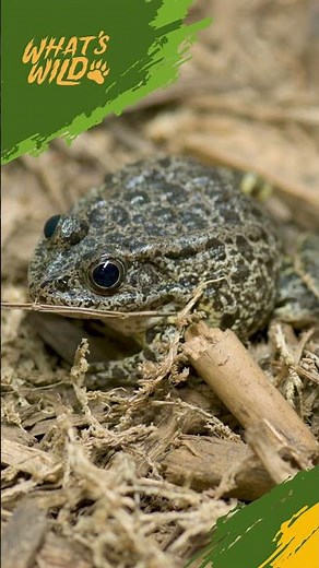The Efforts to Save Gopher Frogs 🐸