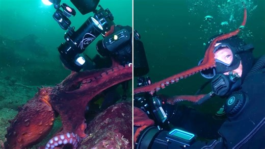 Giant Pacific Octopus Playfully Steals Camera From Divers and Shoots a 'Selfie' Video