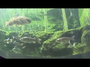 琵琶湖博物館 内湖ヨシ原水槽 春の様子 Satellite Lakes and Marshes tank at the Lake Biwa Museum, during spring
