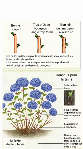 🌿🌳 Planification du jardin : le secret d’un espace vert luxuriant toute l’année 🌱 Plantation – arbres & arbustes • Une bonne préparation garantit une croissance vigoureuse • Choisir la bonne saison pour planter = racines solides et floraison abondante 🌼 Biodiversité – attention à la cochenille de l’hortensia • Invasion en progression dans plusieurs régions • Observer régulièrement les feuilles et traiter dès les premiers signes ✂️ Taille – méthode des groupes RHS • Classe les plantes ligneus