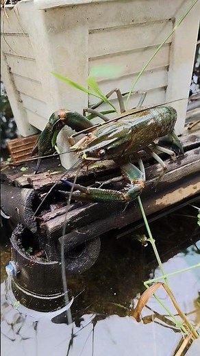 Australian Red Claw Crayfish Back-Flip