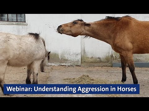 Webinar: Understanding Aggression in Horses