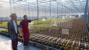 Two farmers monitoring harvest growth progress with smart hologram. Data collection and analysing by artificial intelligence. Future agro crops concept. Greenhouse