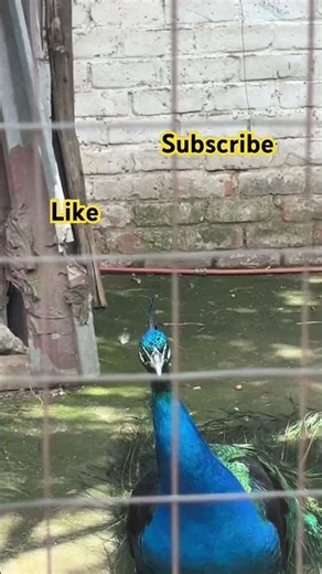 This Is What a Peacock Sounds Like 😱| What the Actual Is This Sound? 🦚 #peacock #peacocklove …