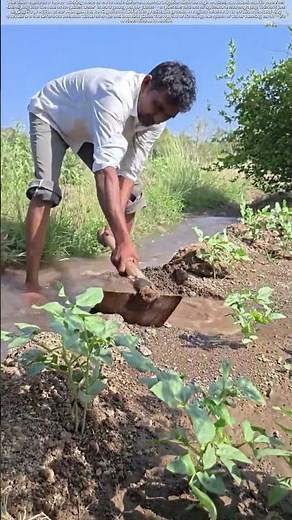 Shaping Water’s Path: Why This Farmer’s Trench Holds the Key to Dry-Season Harvests