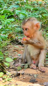 Emotional Rescue Story | Abandoned Baby Monkey Archie Can’t Walk Anymore, Tears Falling in Pain — Shocking Discovery Leaves Everyone Asking What Happened to This Innocent Little Life? | Monkey Of Cambodia