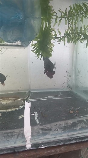 Fighter fish breeding