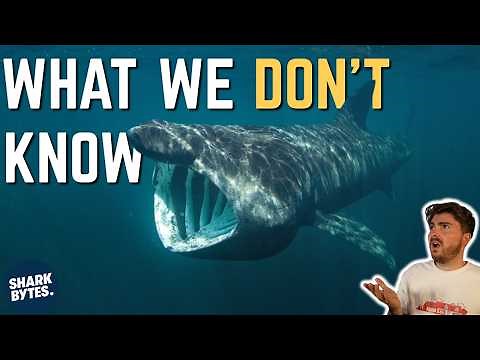 Basking Sharks: The Most MYSTERIOUS Big Fish
