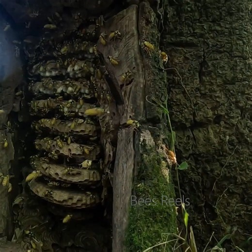 Yellow Hornets Cut out of a tree | Bees Reels