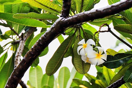 Discover The National Flower of Nicaragua: The Sacuanjoche