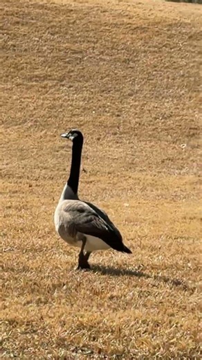 Canadian geese #cute #pets ￼