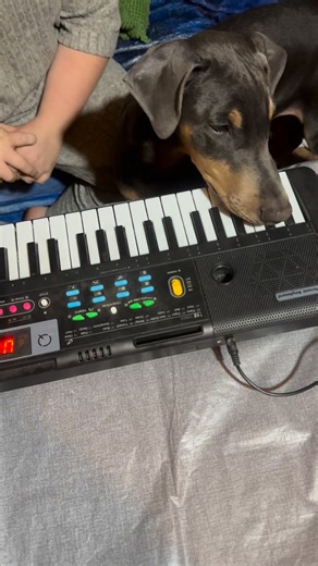 He likes to play together #doberman #puppylove | Nico