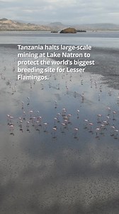 🚨 Tanzania’s Ministry of Minerals has halted large-scale ‘soda ash’ mining at Lake Natron to help protect the Lesser Flamingo. 🦩 Lake Natron is the world’s largest breeding site for Lesser Flamingos with approxomaterly 1.5 to 2.5 million birds . The species are already under threat! Protecting the lake will not only protect flamingos but also the local communitites who reply on it. Last week, the government a halt to large-scale soda ash mining at Lake Natron! This comes after months of advoca