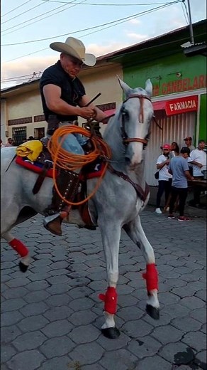 Este caballo baila la que le pongan👌👌 #caballos #caballosbailadores #horse #viralvideo #mexico