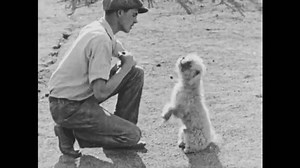 Usa 1925 Pomeranian Howls Along Harmonica Stock Footage Video (100% Royalty-free) 3400980943 | Shutterstock