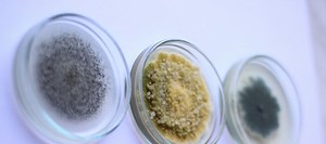 Do You Have Symptoms of Mold Exposure?