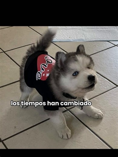 Adorable Siberian Husky Moments