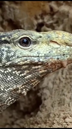 53K views · 596 reactions | Varanus vs python #trending #usa #europe #viral #animals #wi… Xem thêm | FH Studios | Facebook