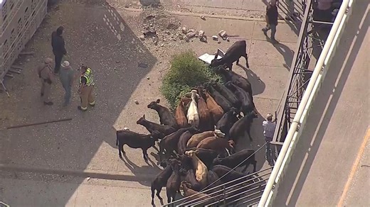 Livestock corralled on roadside after cattle hauler crashes onto highway below