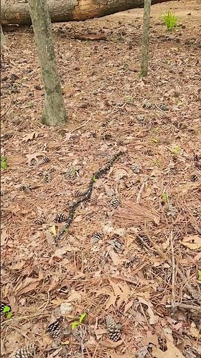 Eastern King Snake. #kingsnake #snake #nature